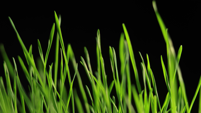 小麦生长延时 种子发芽 春天 万物复苏