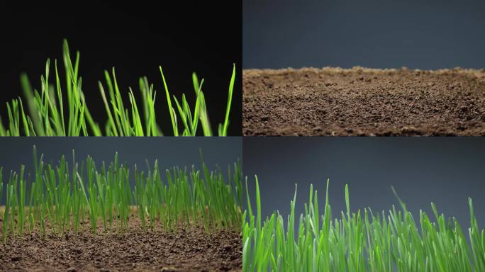 小麦生长延时 种子发芽 春天 万物复苏