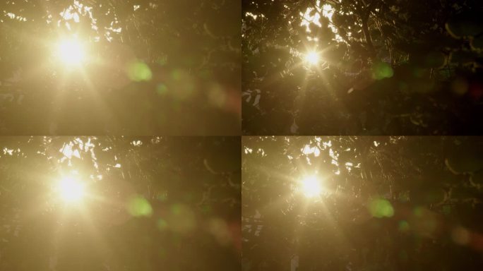 透过树叶的太阳光闪烁 (9)