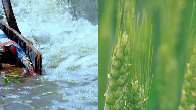 【芒种】竖版水稻插秧小麦丰收芒种节气
