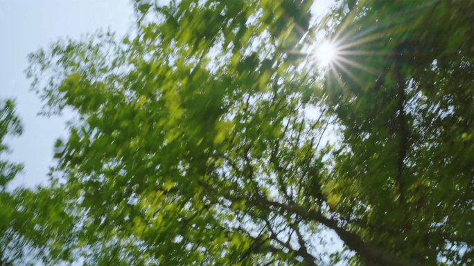 车窗外快速行驶移动模糊阳光透过树林树叶