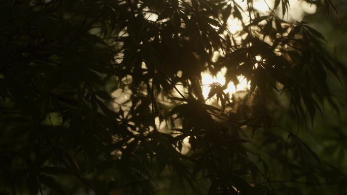 透过树叶的太阳光闪烁 (4)