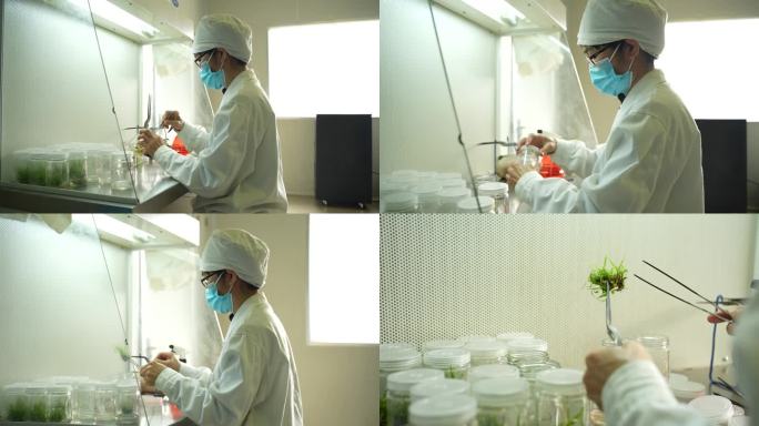科学院的科学家在培育甘蔗组培苗研究