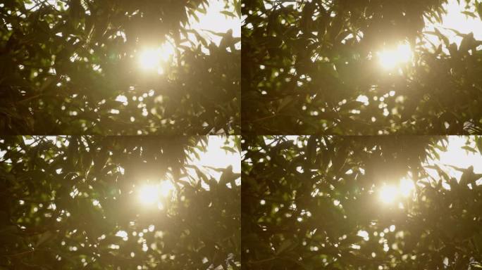阳光穿过树叶光斑闪烁 (1)