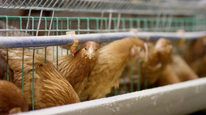 养鸡养鸡场自动化养鸡喂鸡鸡圈肉鸡养殖厂