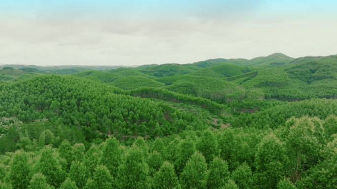 绿化桉树森林植被