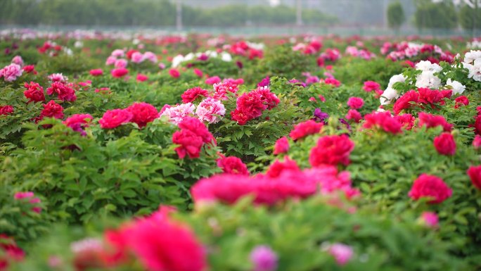 菏泽牡丹 空镜头 粉色 紫色