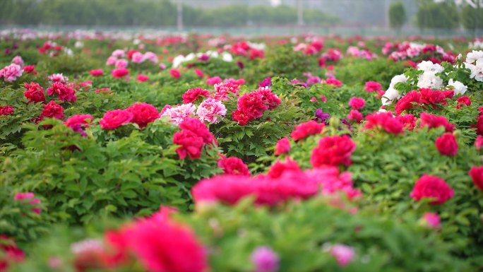 牡丹花空镜头 粉色 紫色