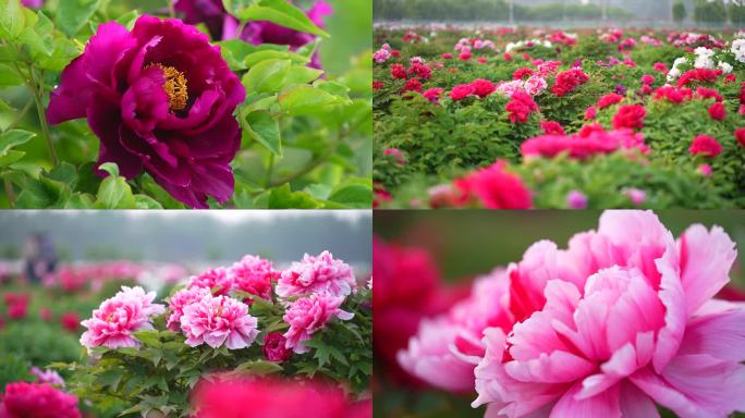菏泽牡丹 空镜头 粉色 紫色