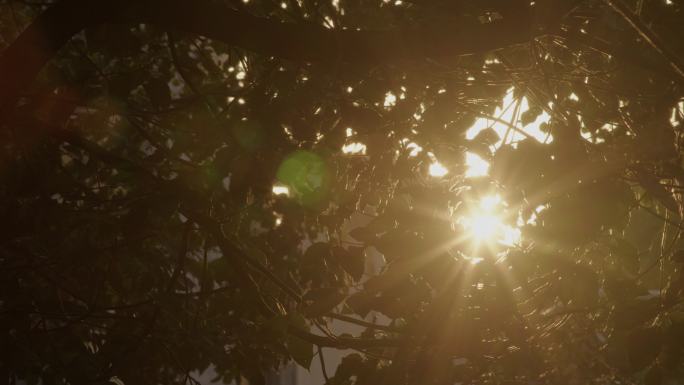 透过树叶的太阳光闪烁 (7)