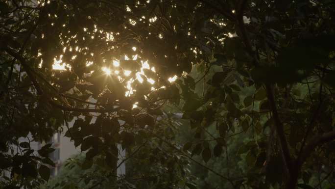 透过树叶的太阳光闪烁 (5)