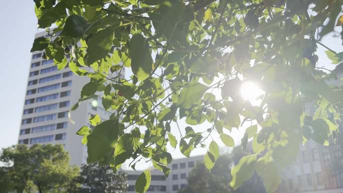 清晨阳光透过树叶移动背景出现东华大学大楼