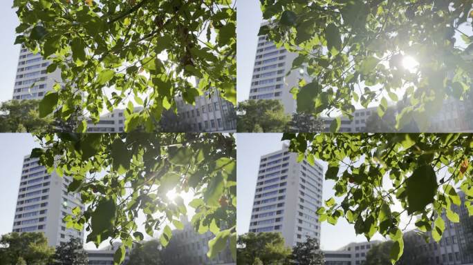 清晨阳光透过树叶移动背景出现东华大学大楼