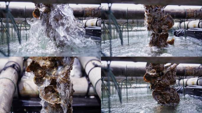 新鲜生蚝拽起养殖场地拍
