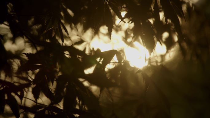 透过树叶的太阳光闪烁 (3)