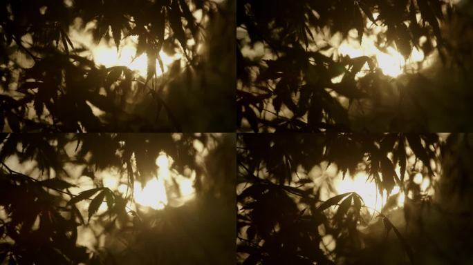 透过树叶的太阳光闪烁 (3)