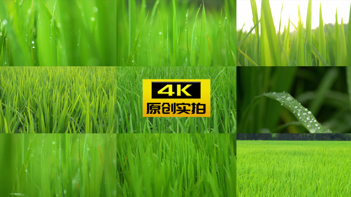 唯美黄昏雨点水珠水稻禾苗