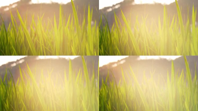 水稻禾苗稻田逆光光影变化