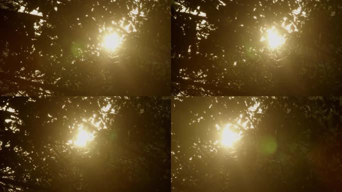 透过树叶的太阳光闪烁 (2)
