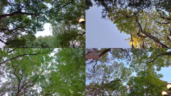 唯美仰望仰视仰拍树林树叶树木空镜头路灯