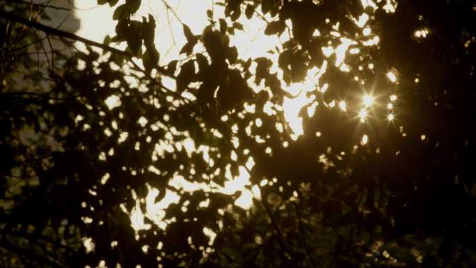 透过树叶的太阳光闪烁 (1)