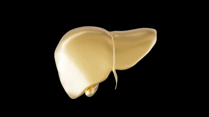 金色脂肪肝脏内脏器官人体医疗医学