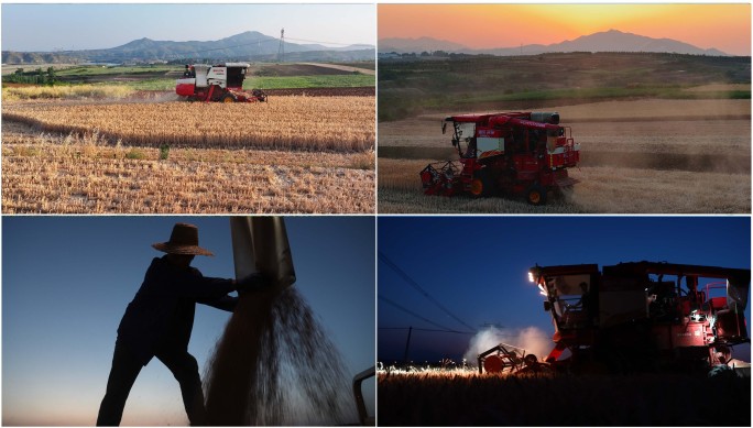 中原粮食主产区三夏小麦收割昼夜全记录