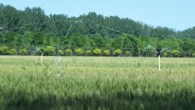 小麦灌溉喷洒
