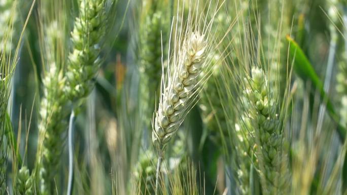 小麦茎基腐病症状麦穗白穗