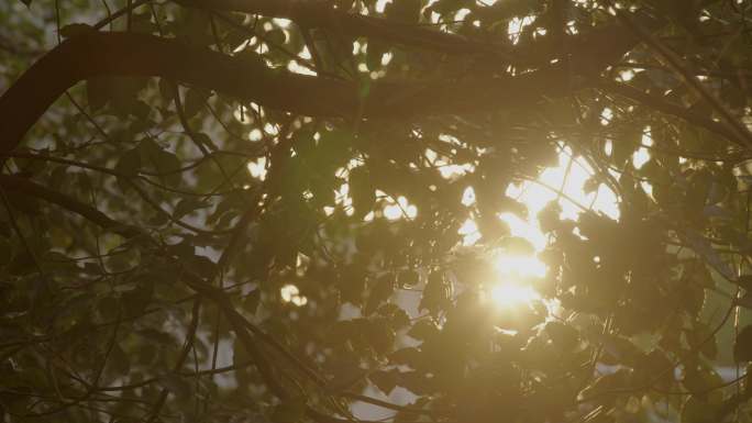 透过树叶的太阳光闪烁 (6)