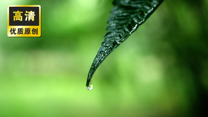 雨滴雨水下雨 叶子花朵水滴滑落 叶子滴水