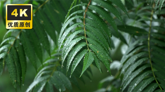 雨天植物 下雨天雨后树叶 雨滴露珠水珠