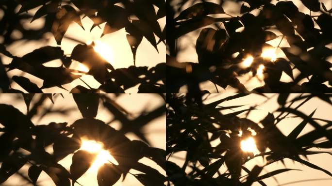 夕阳，阳光穿透树叶，风吹树枝摇曳
