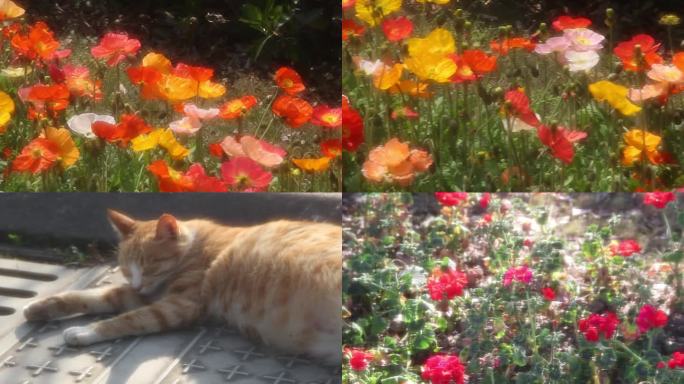 春天阳光猫猫与花