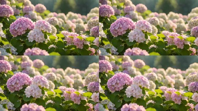 盛开的绣球花鲜花花朵