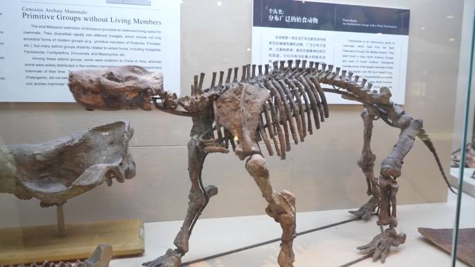 哺乳动物祖先展览 哺乳动物化石 拉蒂迈鱼