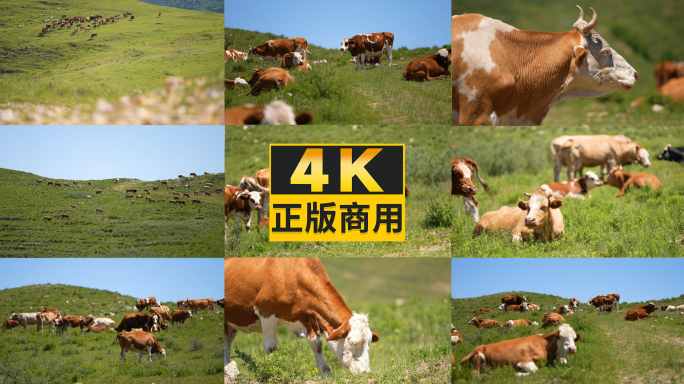 4k大山里放养的黄牛群散养殖