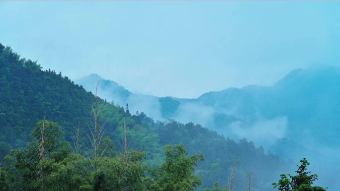 4k唯美雨后森林雾气下雨天清新绿植空镜