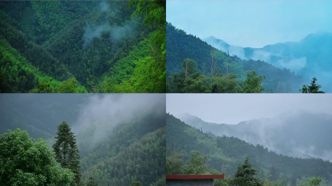 4k唯美雨后森林雾气下雨天清新绿植空镜
