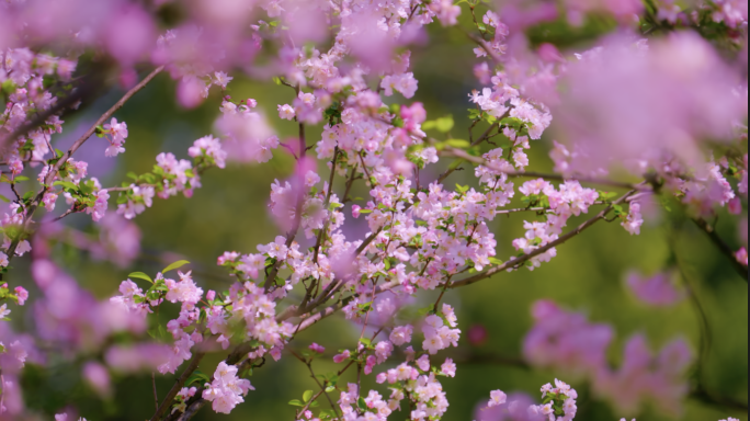 春天 桃花开放 花瓣飞舞