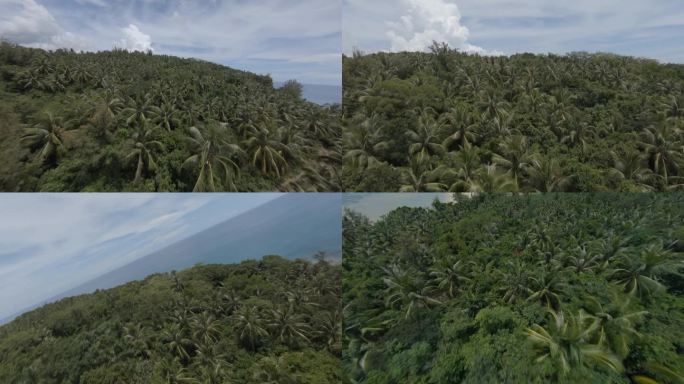 海南热带雨林生态环境