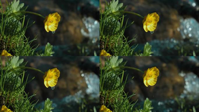 水滴从黄色花朵上滴落