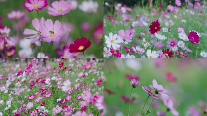 格桑花高清特写蜜蜂采蜜