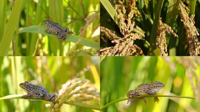 稻田里的青蛙和蚂蚱农场里动物大自然环境