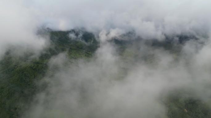 雨后森林  云山雾绕