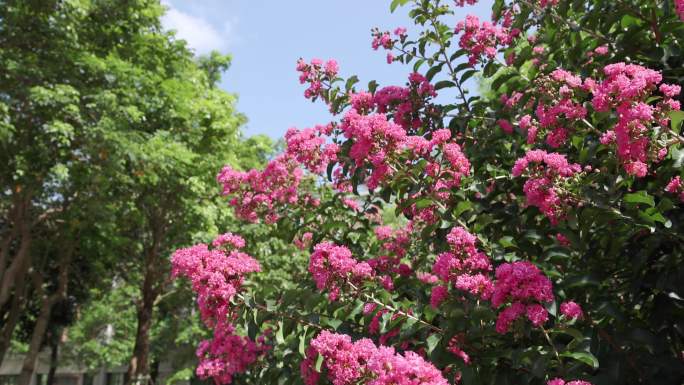 【4k】夏天盛开的紫薇花