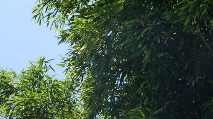 【原创正版素材】竹子竹林风中的竹叶2