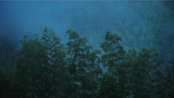 4k唯美雨后森林雾气下雨天清新绿植空镜