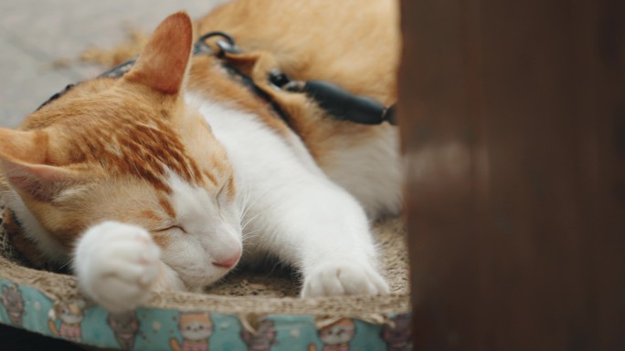 可爱睡觉橘猫猫咪小猫特写空镜实拍视频素材
