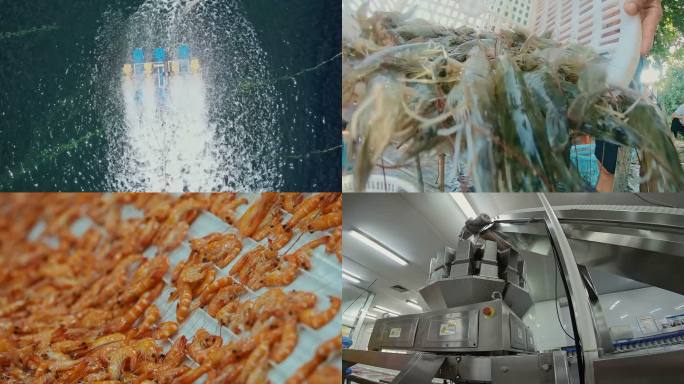 最全对虾生产镜头，养殖，加工 万亩虾塘